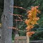 Yackandandah Holiday Park
