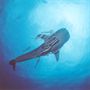 Ningaloo Reef