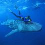 Ningaloo Reef