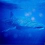 Ningaloo Reef