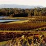 Audrey Wilkinson Vineyard
