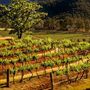 Audrey Wilkinson Vineyard