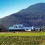 Audrey Wilkinson Vineyard