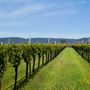 Mount Avoca Winery