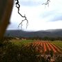 Mount Avoca Winery