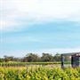 Veraison @ Bluestone Lane