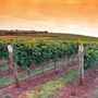 Jansz Tasmania Launceston Wineries