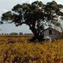 Highbank Wines