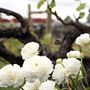 Highbank Wines