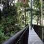Tamborine Rainforest Skywalk Mt Tamborine 