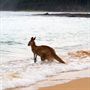 Pebbly Beach South Durras Attractions