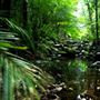 Daintree National Park Cape Tribulation Attractions