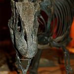 National Dinosaur Museum