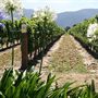 Mt Tamborine Wine Tasting Tours Mt Tamborine 