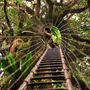 Lamington National Park Springbrook