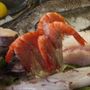 Maisie's Seafood and Steakhouse