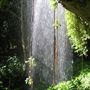 Dorrigo National Park Dorrigo Attractions