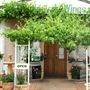 Robinvale Organic & Biodynamic Wines