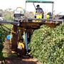 Robinvale Organic & Biodynamic Wines