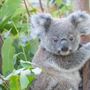 Currumbin Wildlife Sanctuary Currumbin Attractions
