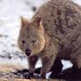 Rottnest Island