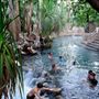 Mataranka Thermal Springs Mataranka Attractions