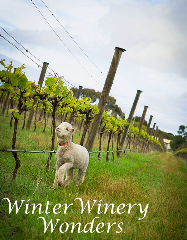 Winter Winery Wonders 1