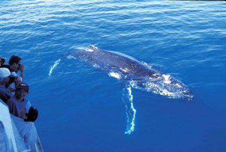 Whale Watching in Queensland 1