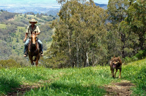 Horse Riding in New South Wales 1