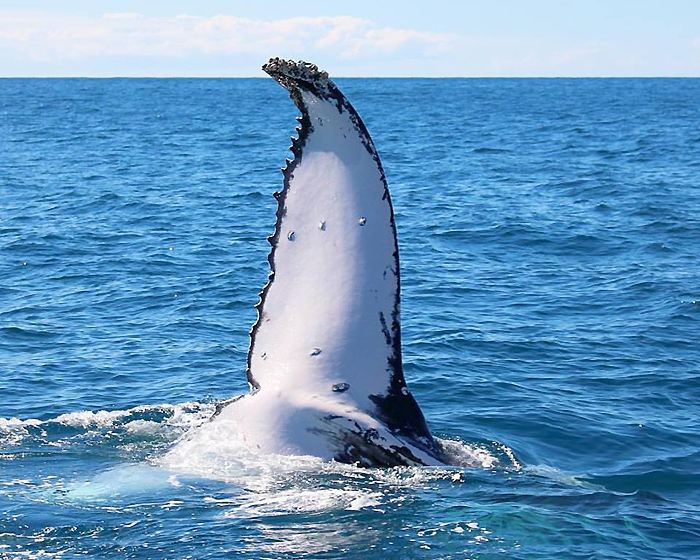 The Perfect Gift: Whale Watching with Tangalooma Island Resort