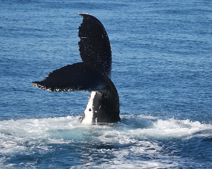 The Perfect Gift: Whale Watching with Tangalooma Island Resort