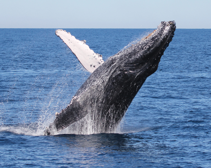 The Perfect Gift: Whale Watching with Tangalooma Island Resort