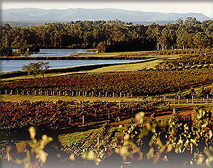 Australian Wine Harvest 1