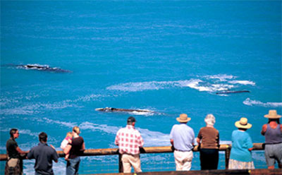 Whale Watching 5