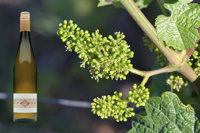 7 Top Tassie Wines and Ciders to Enjoy this Summer