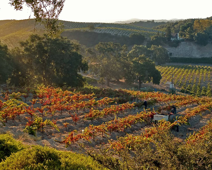 California Dreaming - Croad Vineyards