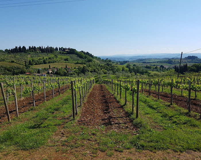 Under the Tuscan Sun