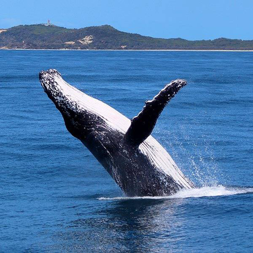 First Whales of the Season set to Spout at Tangalooma