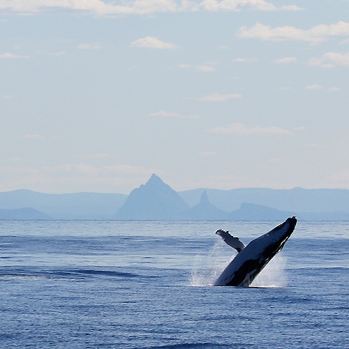 First Whales of the Season set to Spout at Tangalooma