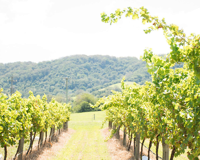 9 of our Favourite Winery Haunts