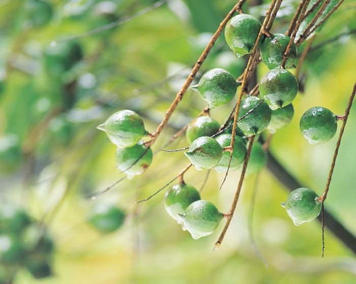 10 Things You Didn't Know about Australia's Native Macadamia Nuts