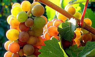 Pinot Gris & Pinot Grigio in Australia 3