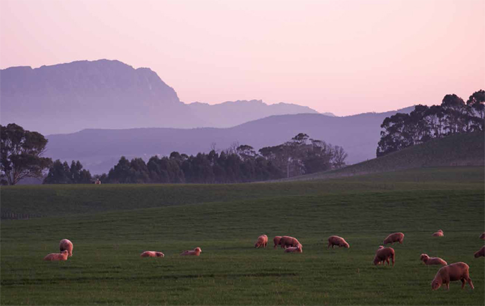 Where to Eat in Tasmania: A Guide to the Apple Isle through Philip Kuruvita’s Eyes