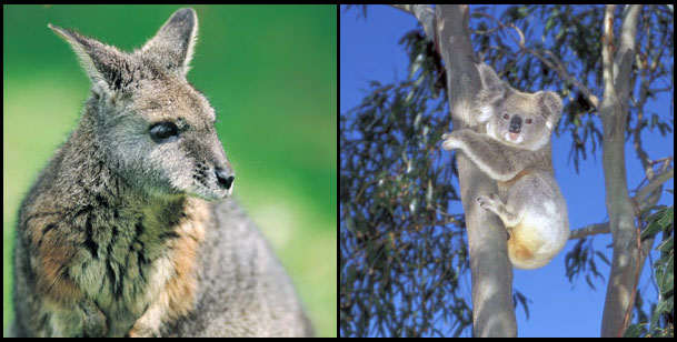 Wildlife in South Australia 1