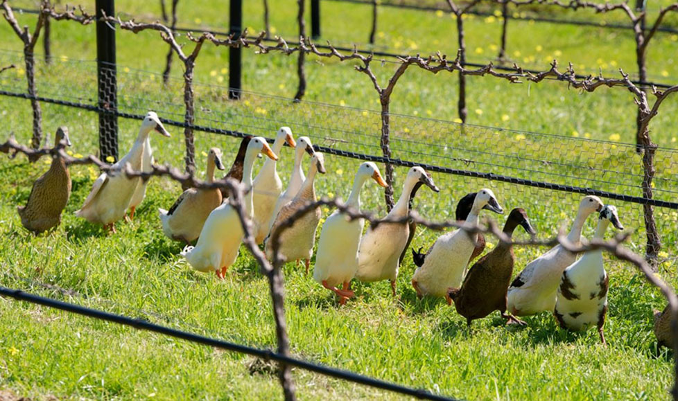 In Need of Father's Day Gift Ideas?  Organic Wine = Less Hangover for Dad!