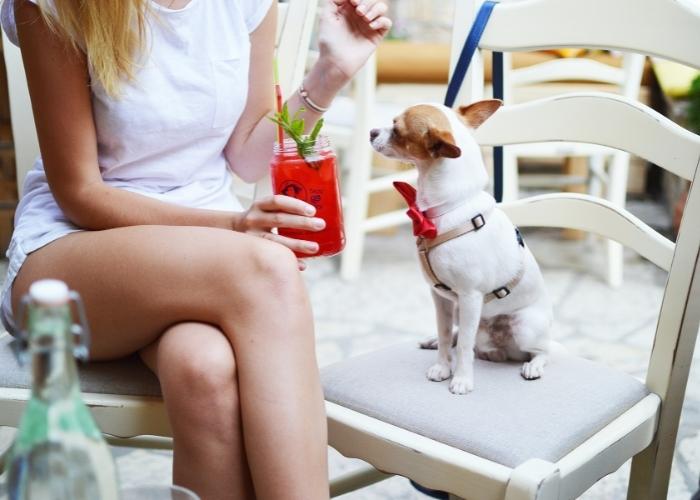 Best Dog-friendly Venues to Celebrate National Puppy Day.
