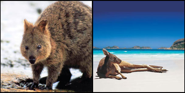 Wildlife in Western Australia 1