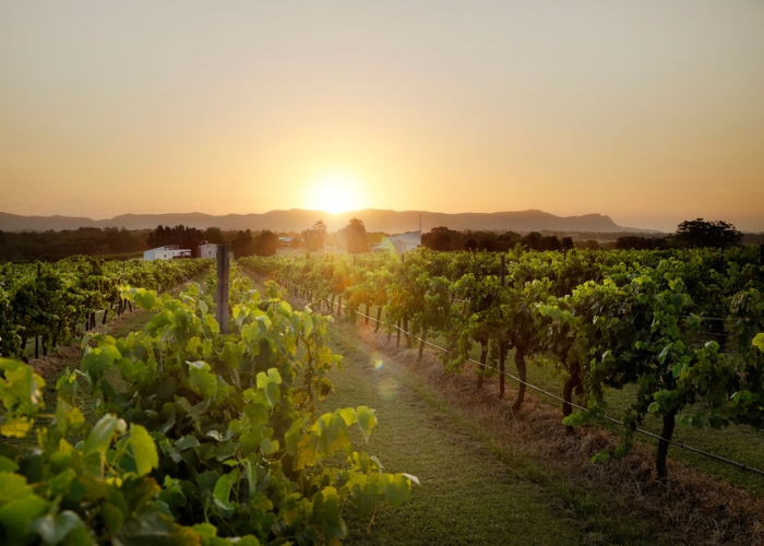 Where to Celebrate Wine Harvest 2023 – Four Venues and a Tour Company to Show You a Good Wine!