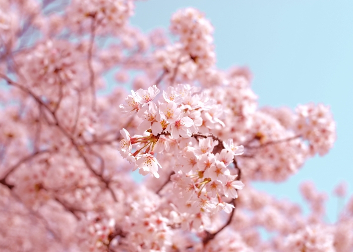 Embrace the Beauty of Japan: Celebrate the Arrival of Cherry Blossom Season.