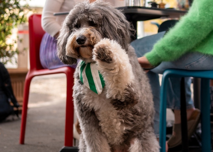 Have a Paw-some Time for National Puppy Day at These Fur-friendly Venues.